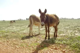 Leite de jumenta ganha mercado premium e pode chegar nas UTI neonatais - Imagem