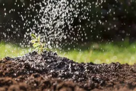 Não é a chuva: bactérias do solo causam o cheiro de terra molhada - Imagem