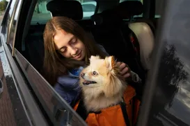 Nova lei proíbe motoristas de aplicativo de recusar cães - Imagem