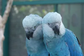 O voo incerto da ararinha - Imagem