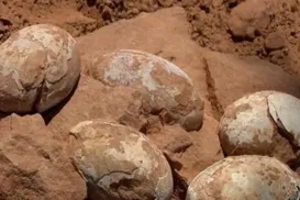 Ovos de dinossauro de 72 milhões de anos surpreendem arqueólogos - Imagem