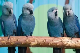 PF realiza operação para investigar vírus letal em ararinhas-azuis - Imagem