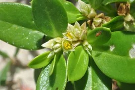 Planta brasileira reduz inflamação e dor de artrite; saiba qual - Imagem