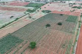 Plantação gigante de maconha é encontrada por drone na Bahia - Imagem