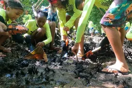 Projeto visa proteger mangue em Candeias - Imagem