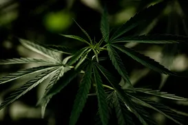 Usuários de maconha podem desenvolver síndrome severa - Imagem