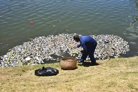 Vídeo: centenas de peixes são encontrados mortos no Dique do Tororó - Imagem