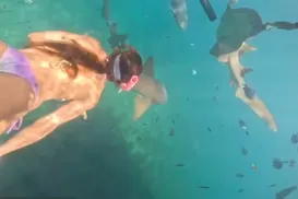 Vídeo: turista é mordida por tubarão durante mergulho em Noronha - Imagem
