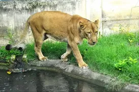 Zoológico na Paraíba reabre após morte de jovem atacado por leoa - Imagem