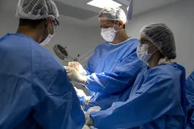 A Bahia dos transplantes - Imagem