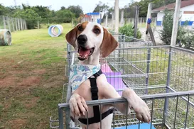 Abrigo é acusado de fazer eutanásia em animais para abrir novas vagas - Imagem