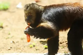 Animais do zoológico de Salvador recebem mimos diante do calor - Imagem