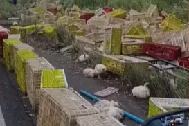 Caminhoneiro morre após carreta carregada de frangos tombar na BR-101 - Imagem