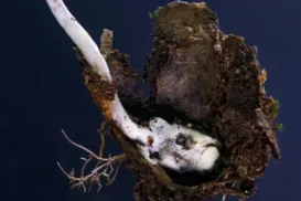 Fungo zumbi: parasita é descoberto por cientistas no Brasil - Imagem