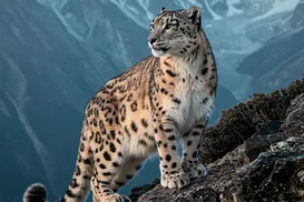 Jovem é atacada por leopardo-das-neves após tirar selfie com animal - Imagem