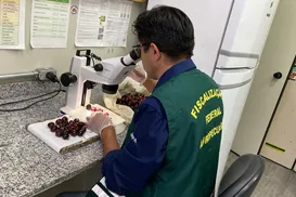 Mais de 1 tonelada de cerejas são destruídas após detecção de praga - Imagem