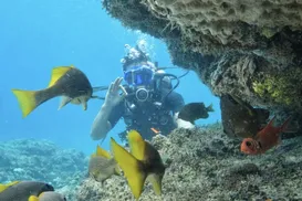 Mar cristalino, naufrágios e vida marinha: onde mergulhar em Salvador - Imagem