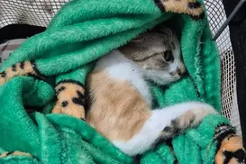 Mulher é presa em flagrante após arremessar gata do 12º andar - Imagem