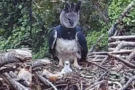 Pesquisadores encontram ninho com filhote de maior águia do mundo - Imagem