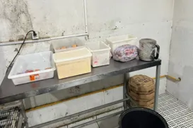 Pizzaria vendia comida estragada e faturava R$ 10 mil por dia - Imagem