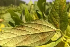 Praga asiática extremamente agressiva ameaça lavouras de soja na Bahia - Imagem