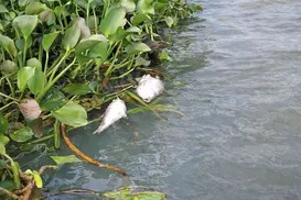 Proibido comer! Alerta é emitido após milhares de peixes mortos - Imagem