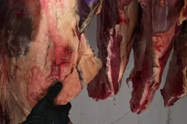 Seis pessoas são presas suspeitas de furto de gado e abate clandestino - Imagem