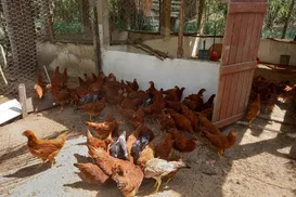 Sem galinha na roça? Governo veta criação ao ar livre por gripe aviária - Imagem