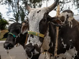 Bolsonaro foi o mais difícil de ser domado: saiba como os bois são adestrados - Imagem