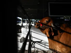 CFMV confirma: Fenagro 2025 cumpre rigor sanitário e legalidade animal - Imagem