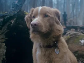 Cachorro é indicado a prêmio de cinema pela primeira vez na história - Imagem