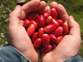 Com essa fruta, tudo azedo fica doce; saiba qual - Imagem