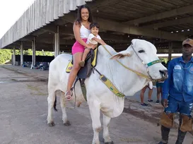 Crianças amam! Montaria em boi adestrado é destaque na Fenagro - Imagem