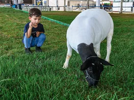 Crianças fazem fila para ver cabritos e cordeiros na Fenagro: entenda por quê - Imagem