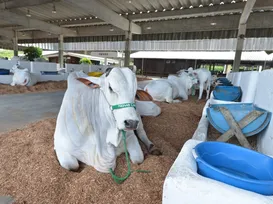 Fenagro 2025 abre as portas com mais de 3 mil animais prontos para exposição - Imagem