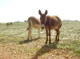 Leite de jumenta ganha mercado premium e pode chegar nas UTI neonatais - Imagem