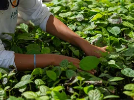 Muçununga: Projeto restaura 1.200 hectares de Mata Atlântica no Sul da Bahia - Imagem
