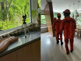 Ex-atriz da Globo encontra cobra em casa e aciona bombeiros - Imagem