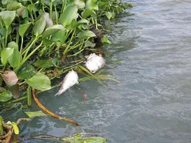 Proibido comer! Alerta é emitido após milhares de peixes mortos - Imagem