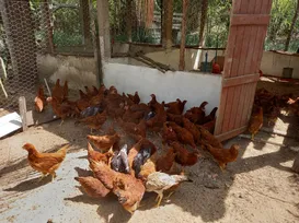 Sem galinha na roça? Governo veta criação ao ar livre por gripe aviária - Imagem