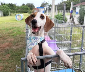 Abrigo é acusado de fazer eutanásia em animais para abrir novas vagas - Imagem