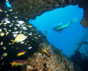Mar cristalino, naufrágios e vida marinha: onde mergulhar em Salvador - Imagem