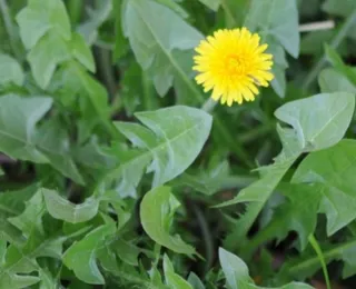 A verdinha que limpa o fígado e reduz o inchaço naturalmente