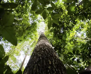Alerta: biomas brasileiros estão chegando a limite sem volta