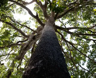 Amazônia tem ouro retirado por país latino; exportação é feita "por baixo dos panos"