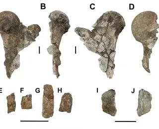 Animal pré-histórico de 5 toneladas é descoberto no Nordeste