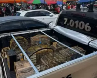 Aves silvestres comercializadas ilegalmente são resgatadas na RMS
