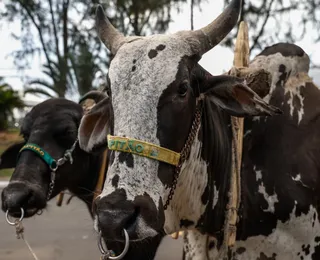 Bolsonaro foi o mais difícil de ser domado: saiba como os bois são adestrados