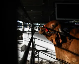 CFMV confirma: Fenagro 2025 cumpre rigor sanitário e legalidade animal