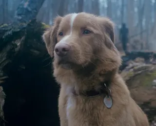 Cachorro é indicado a prêmio de cinema pela primeira vez na história
